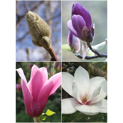 Magnolia soulangeana  ALEXANDRINA różowo-biała